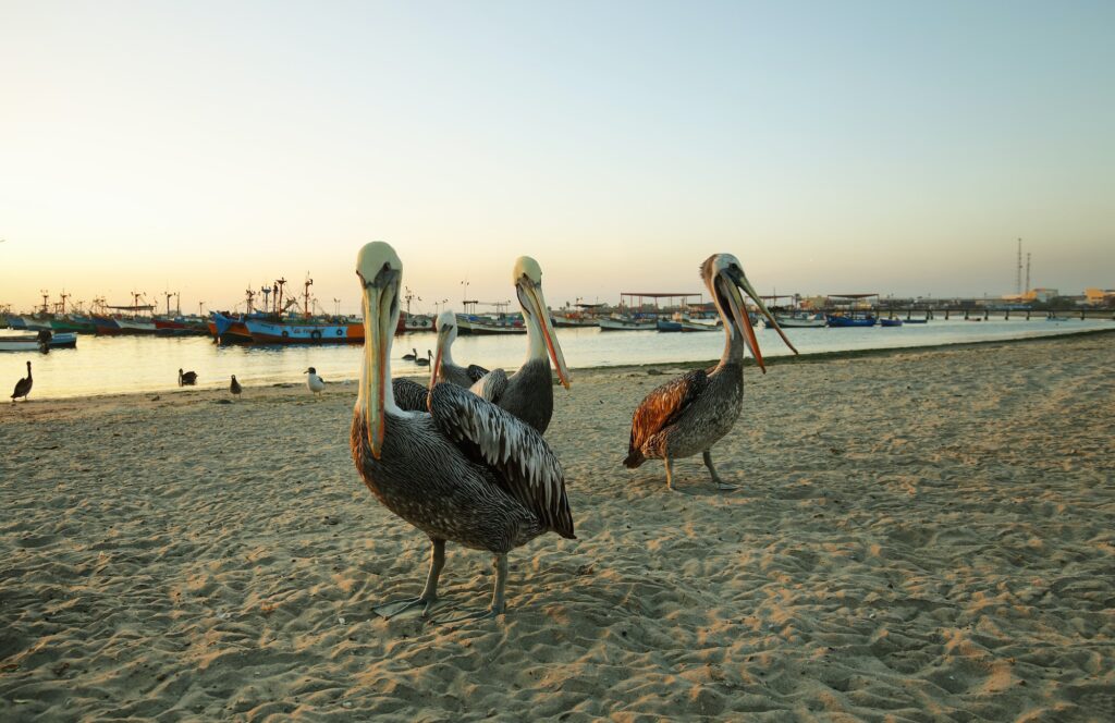 Peruvian pelican in Paracas, Peru