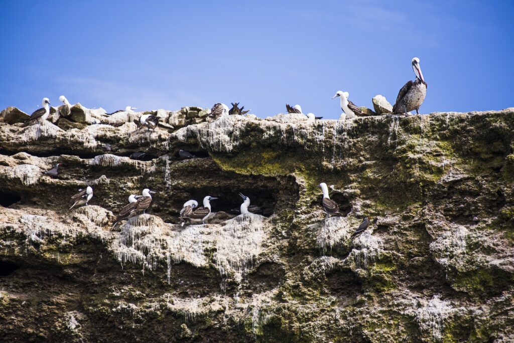 Peruvian Booby colony (Sula Variegata), Ballestas Islands (Islas Ballestas), Paracas National Reserv